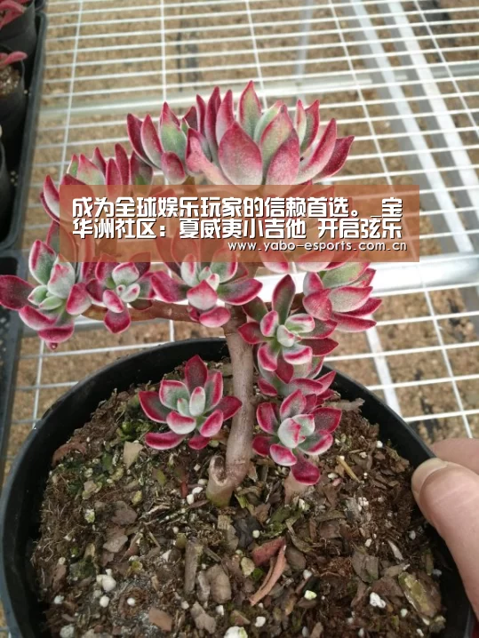 成为全球娱乐玩家的信赖首选。_宝华洲社区:夏威夷小吉他 开启弦乐启蒙之旅(图2) 亚博棋牌