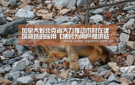 加拿大魁北克省大力推动木材在建筑领域的应用【随时为用户提供贴心服务。亚博体育以国际化的视野与一流的服务】(图1) 成为全球娱乐玩家的信赖首选。