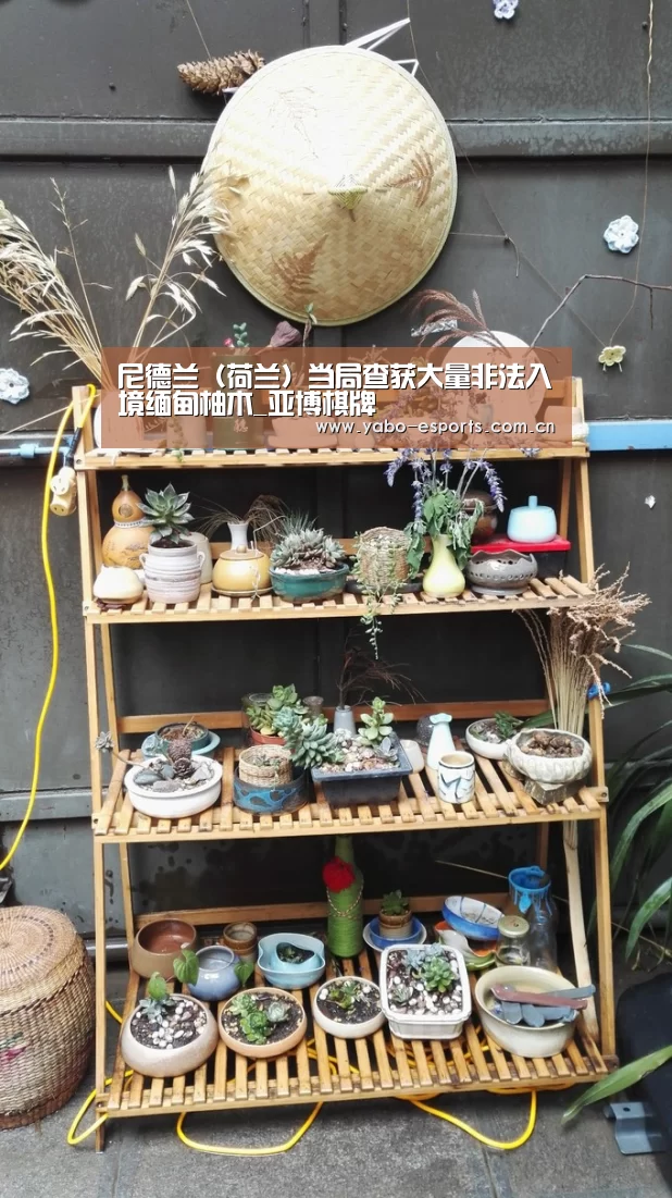 尼德兰(荷兰)当局查获大量非法入境缅甸柚木_亚博棋牌(图2) 亚博棋牌
