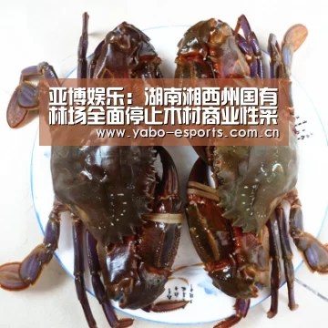 亚博娱乐:湖南湘西州国有林场全面停止木材商业性采伐(图2) 亚博棋牌